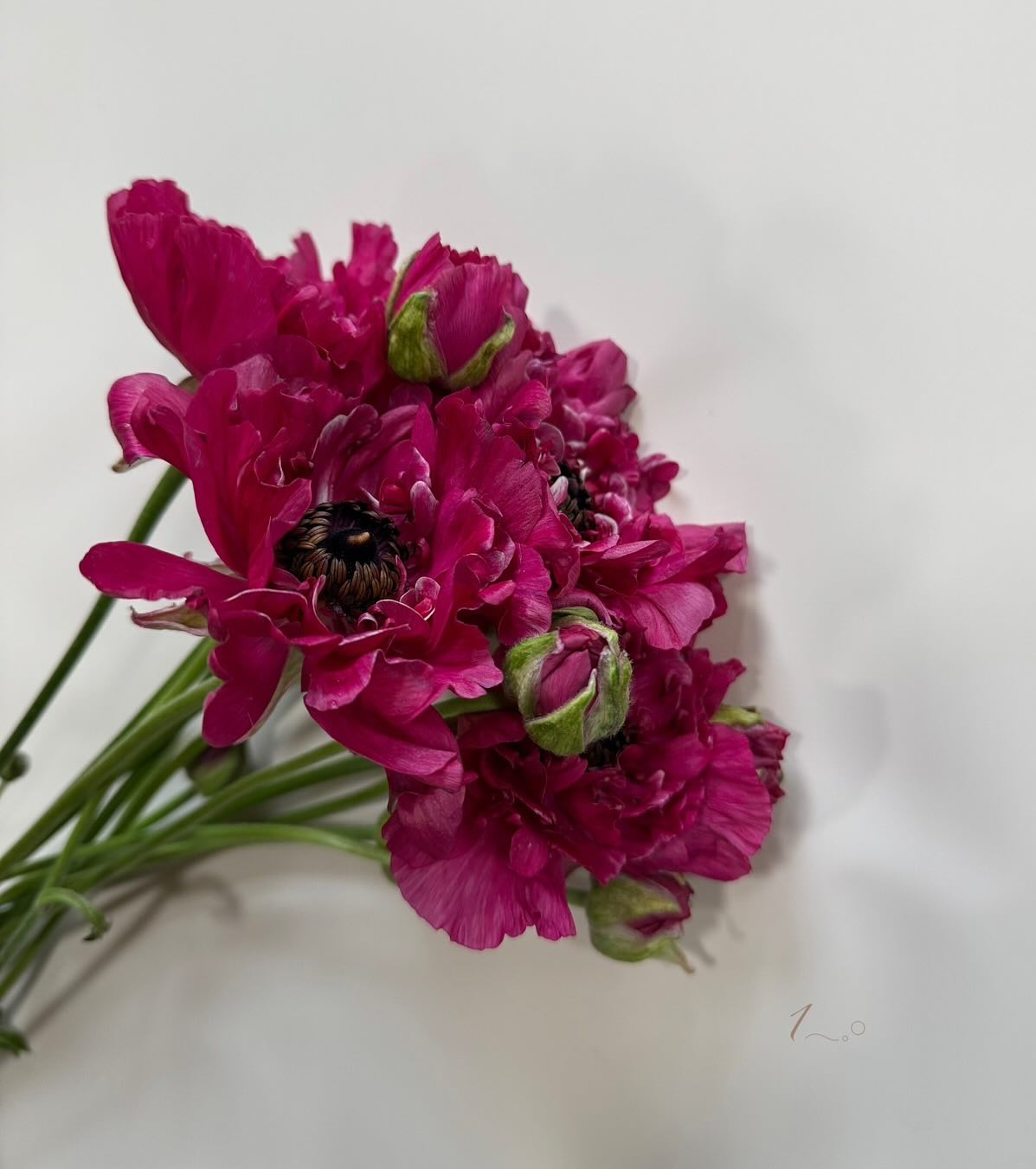 Ranunculus