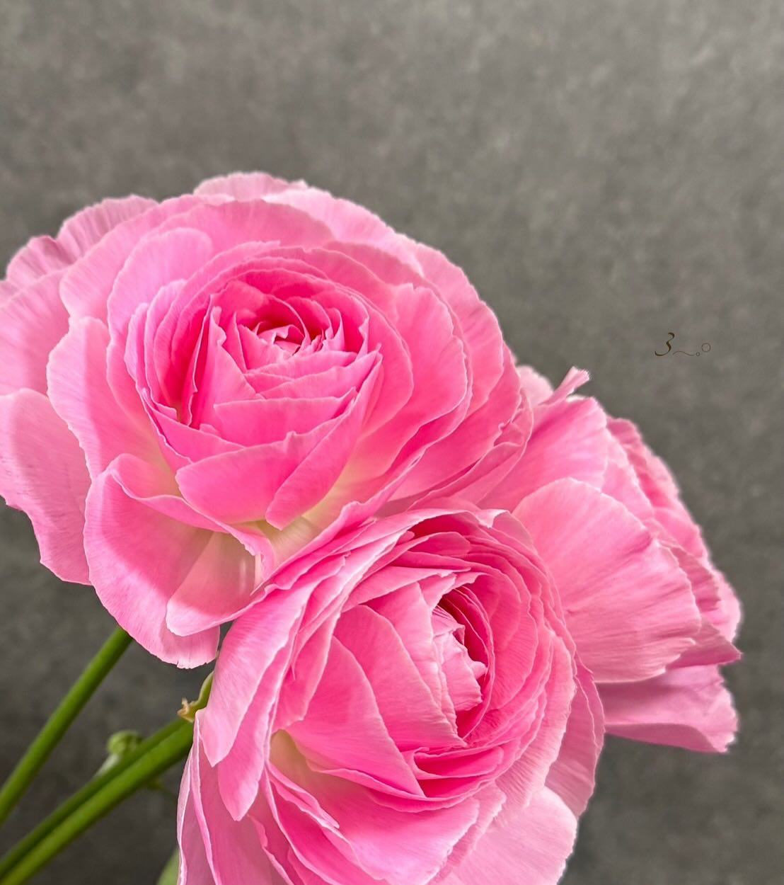 Ranunculus