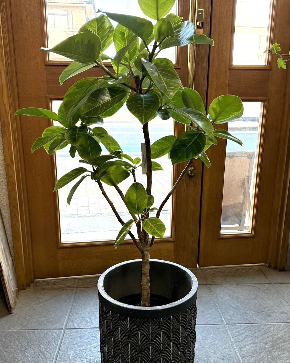 ・フィカス アルテシマ