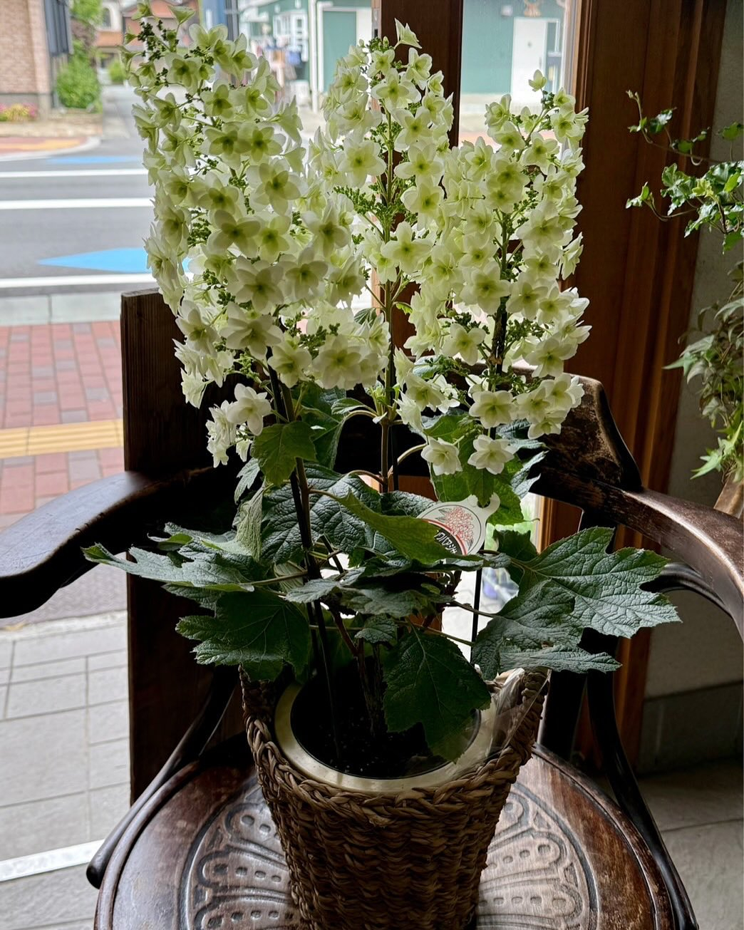 新入荷しました𓈒𓂂𓂃◌𓈒