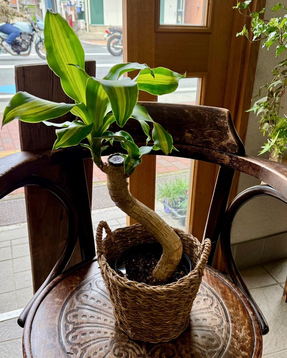 新入荷しました𓈒𓂂𓂃◌𓈒