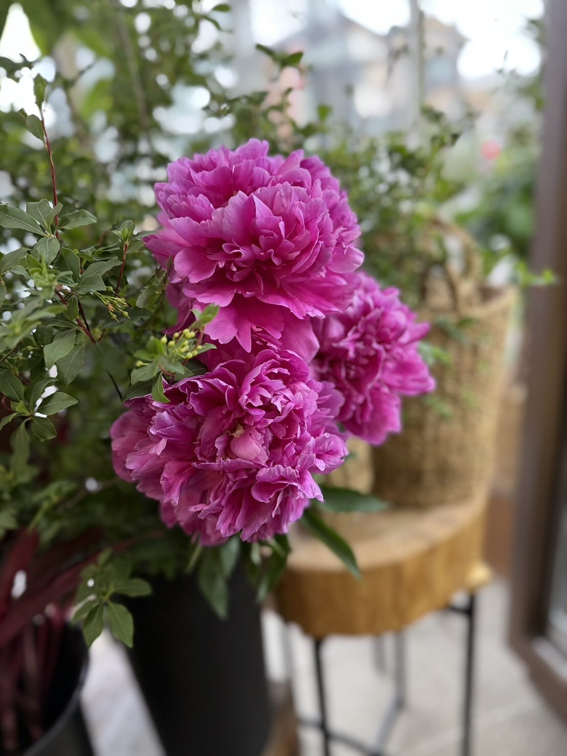 市場のお花も夏がチラチラ見え隠れして芍薬が気になるこのごろ…