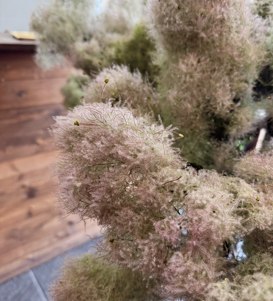 'スモークツリー'