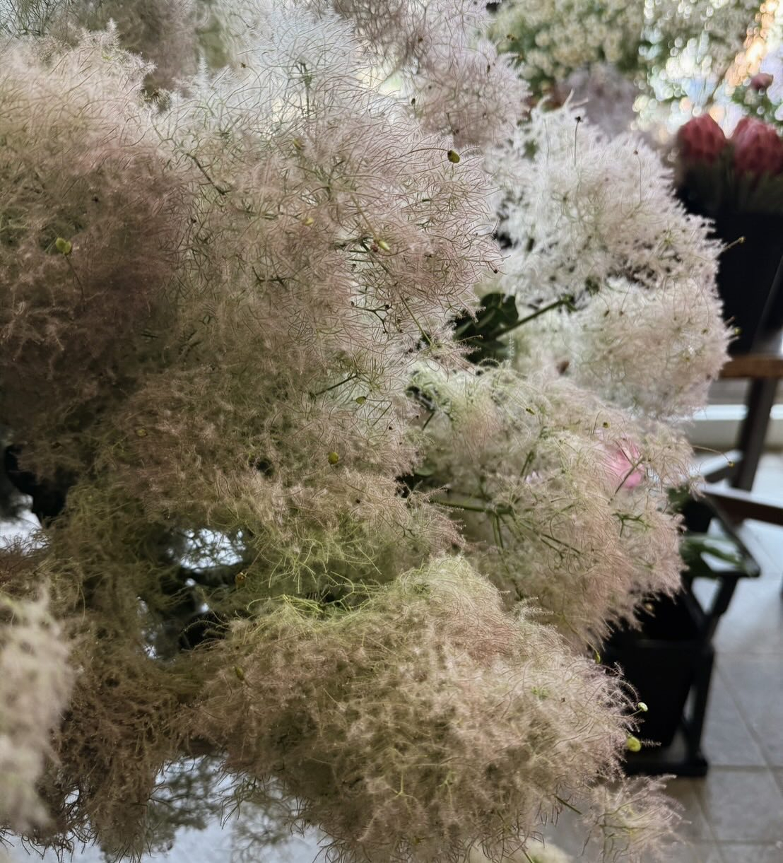 'スモークツリー'