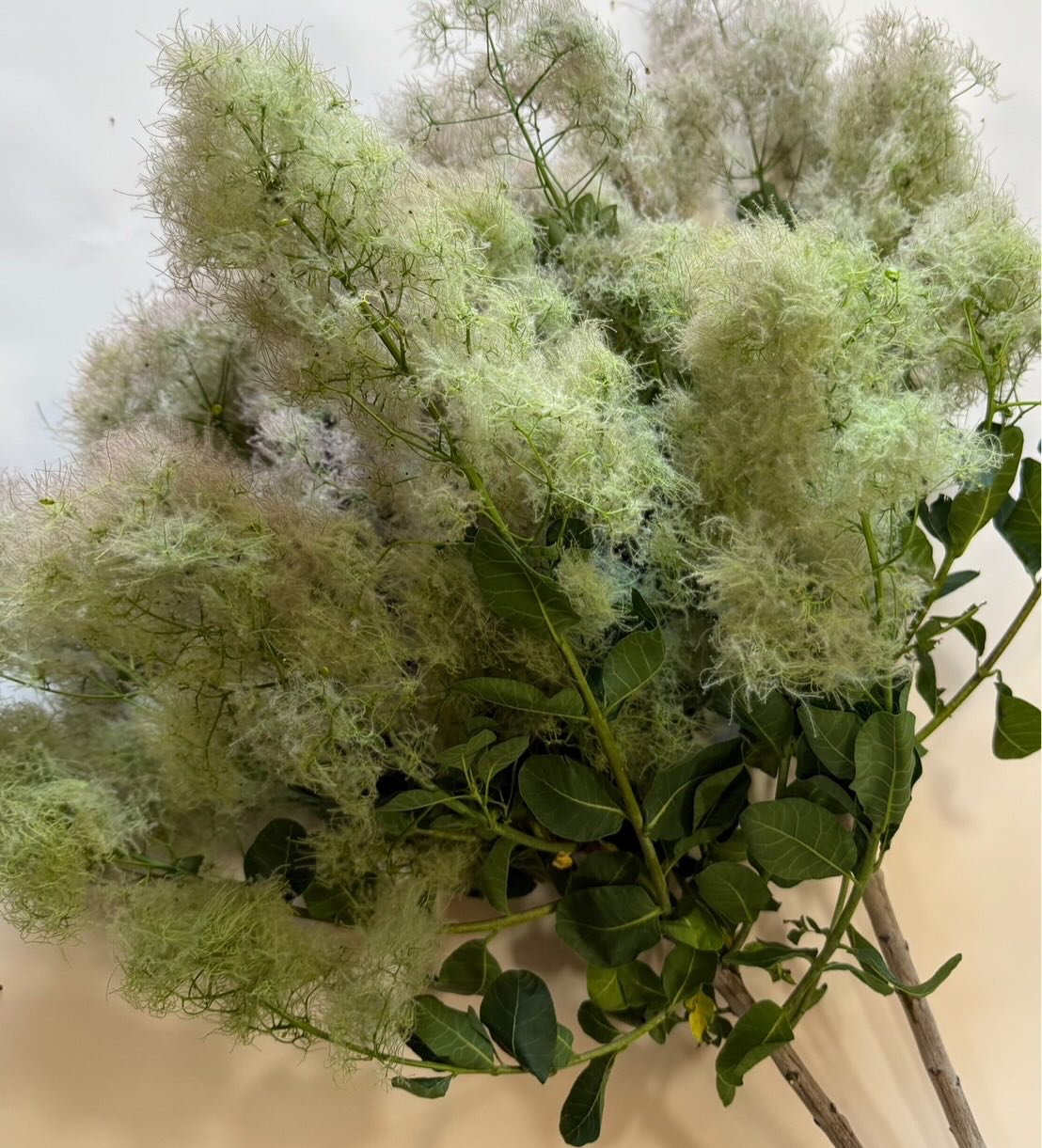 'スモークツリー'