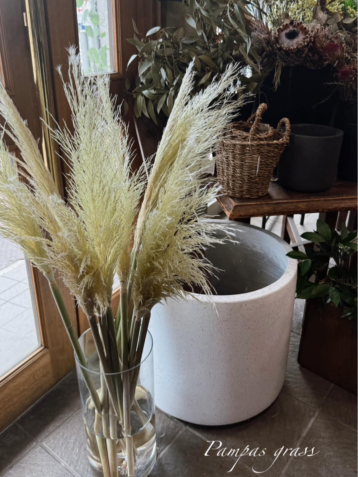 フレッシュなパンパスグラスが入荷しました‪‪𖥧𖤣