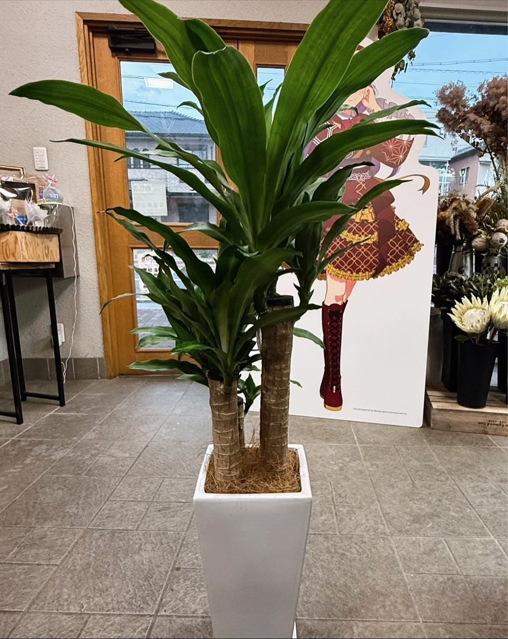 観葉植物のご紹介