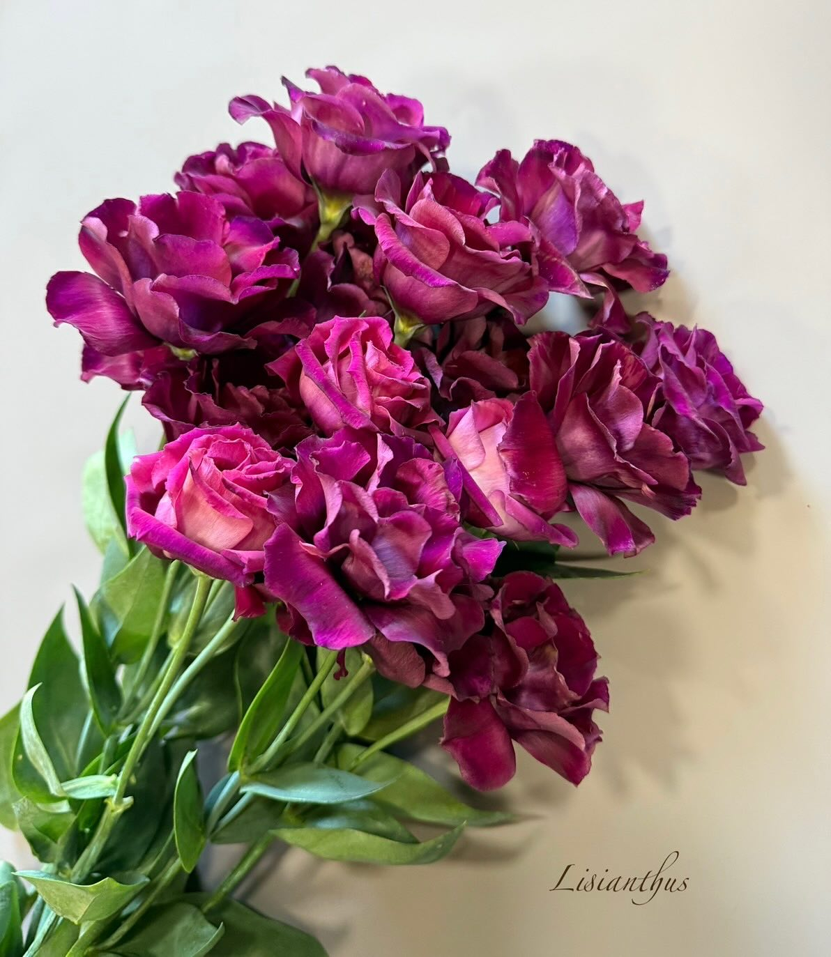 可愛い冬のお花など