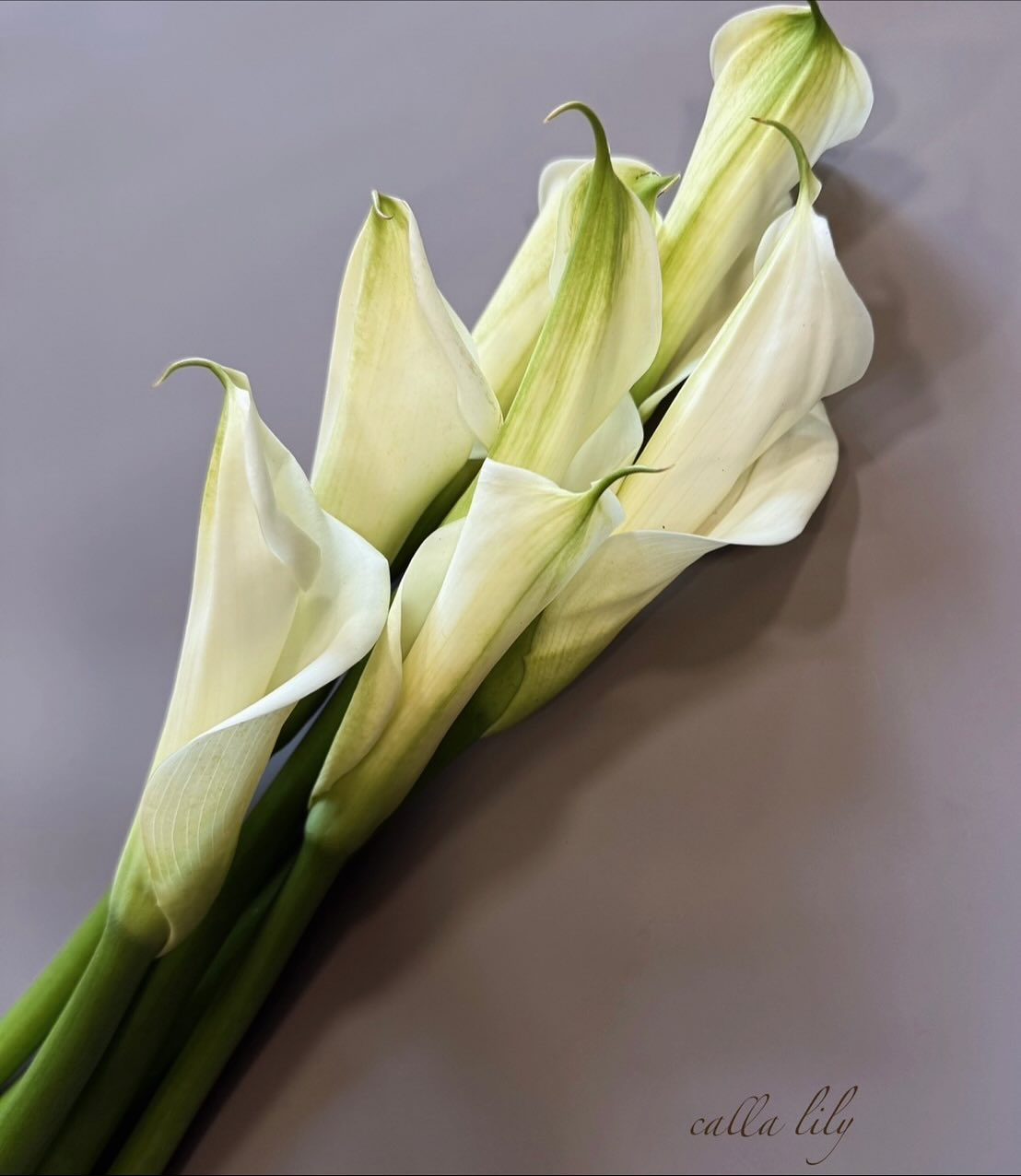 可愛い冬のお花など