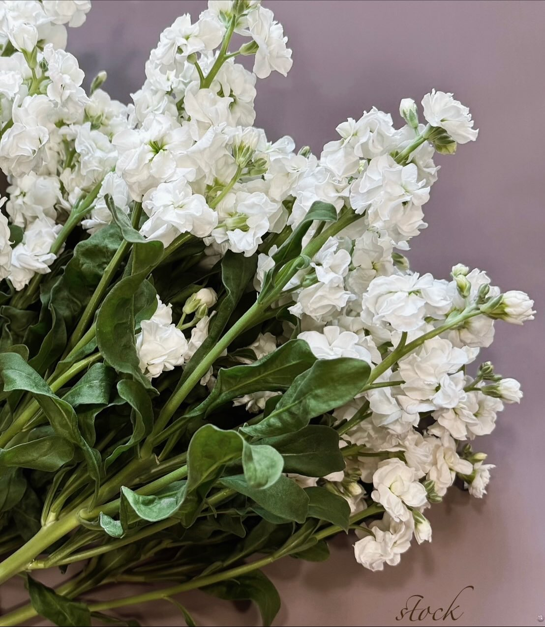 可愛い冬のお花など