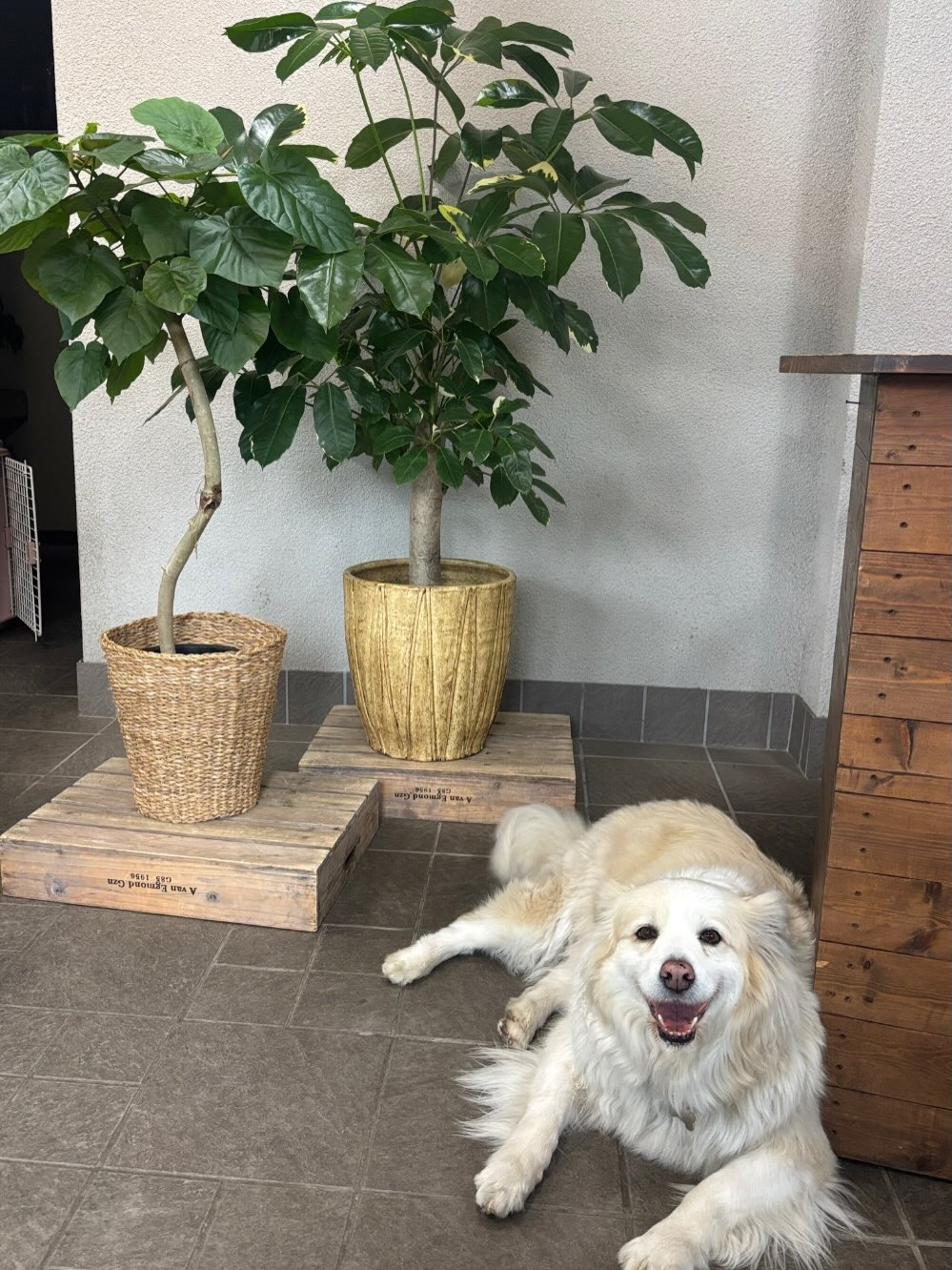 【看板犬 ふう🐾】