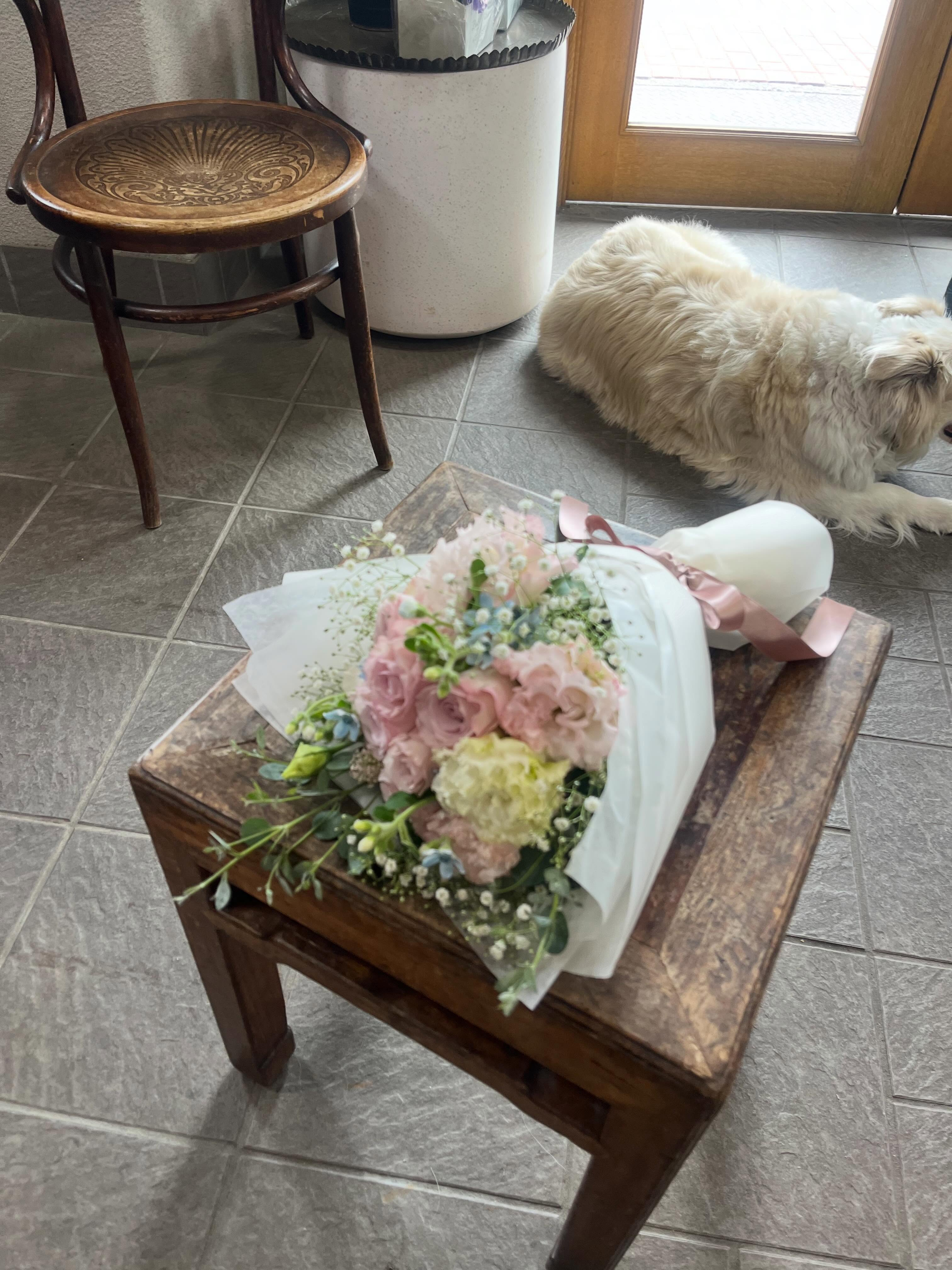 【看板犬 ふう🐾】