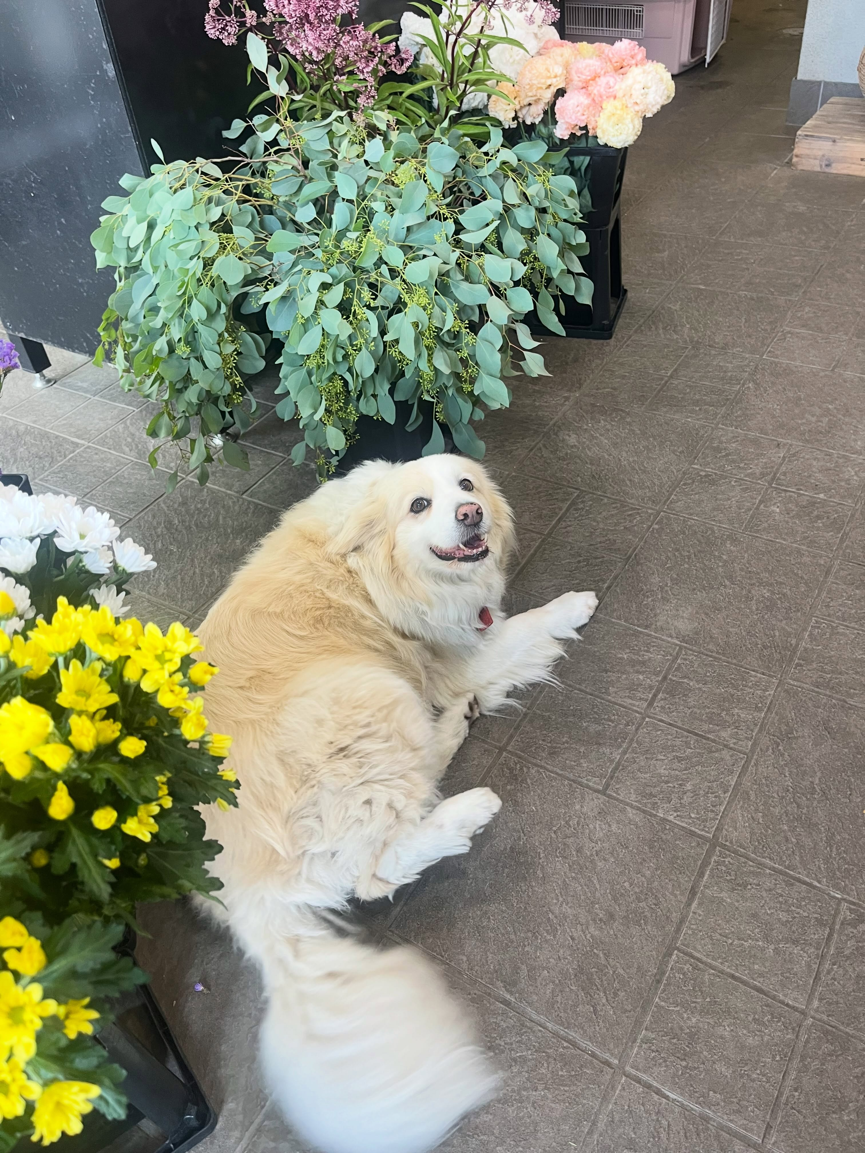 🌿看板犬 ふうちゃん🌿