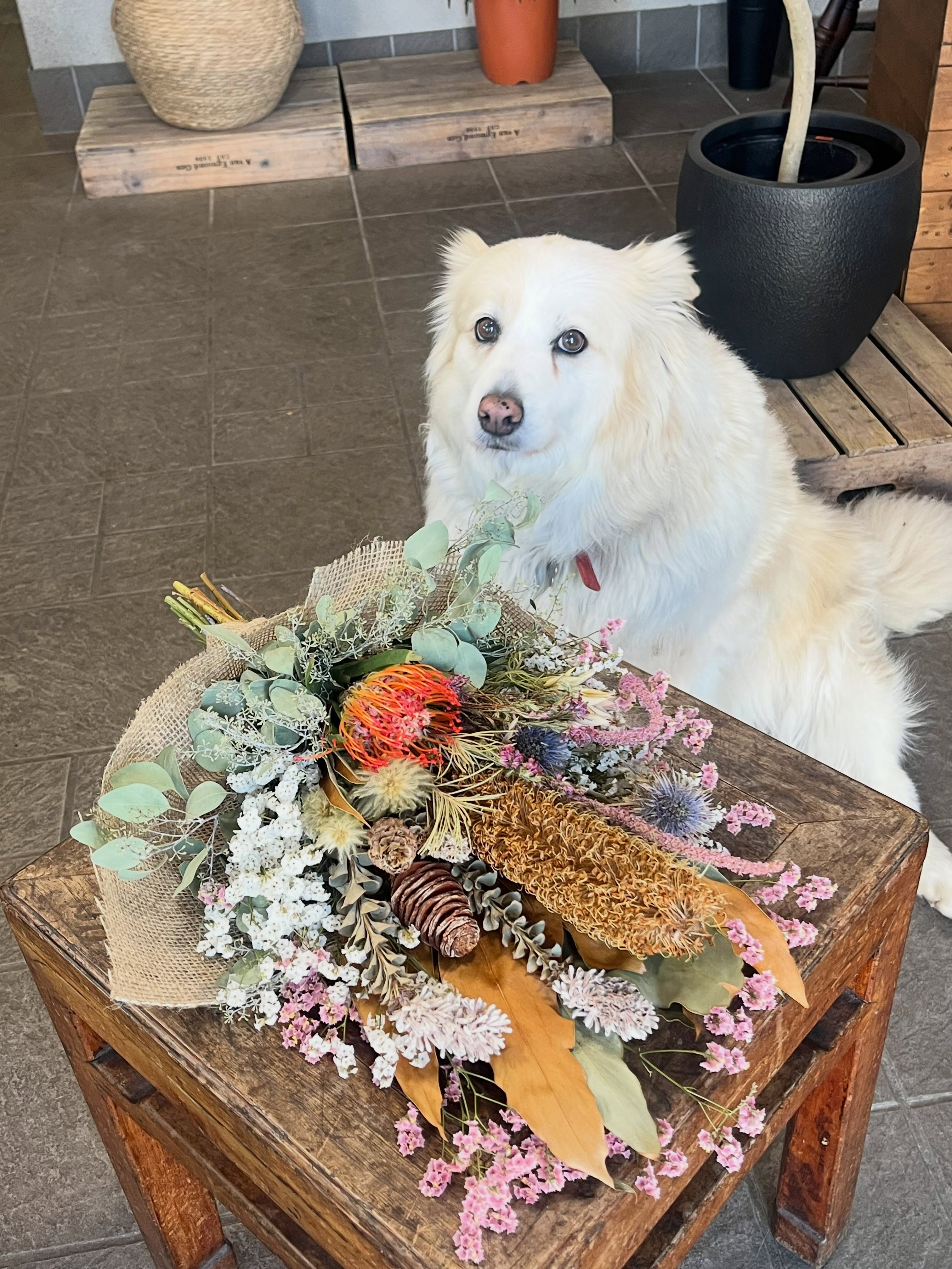 🌿看板犬 ふうちゃん🌿