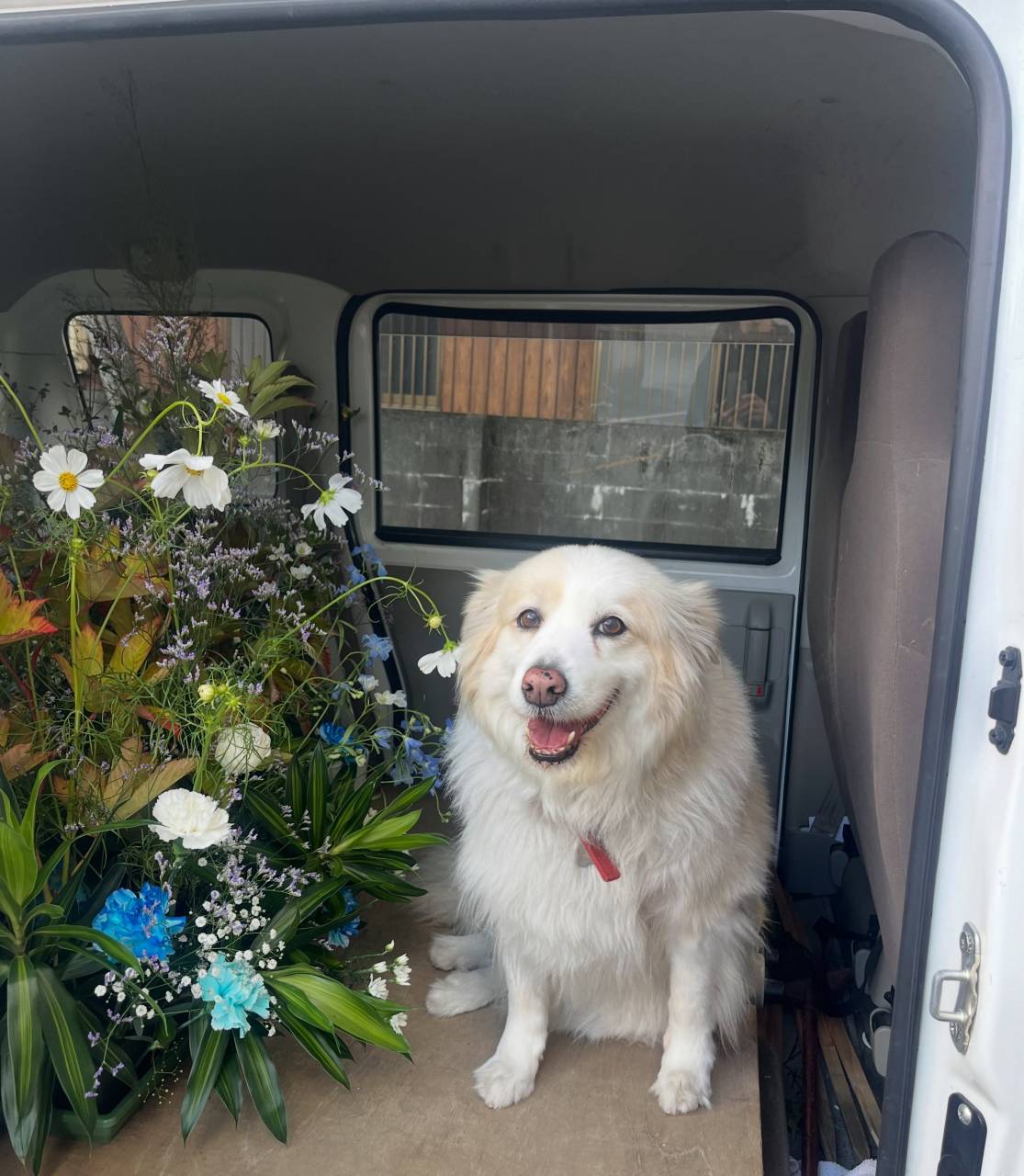 🌸 今日も元気に出発!🐶💐
