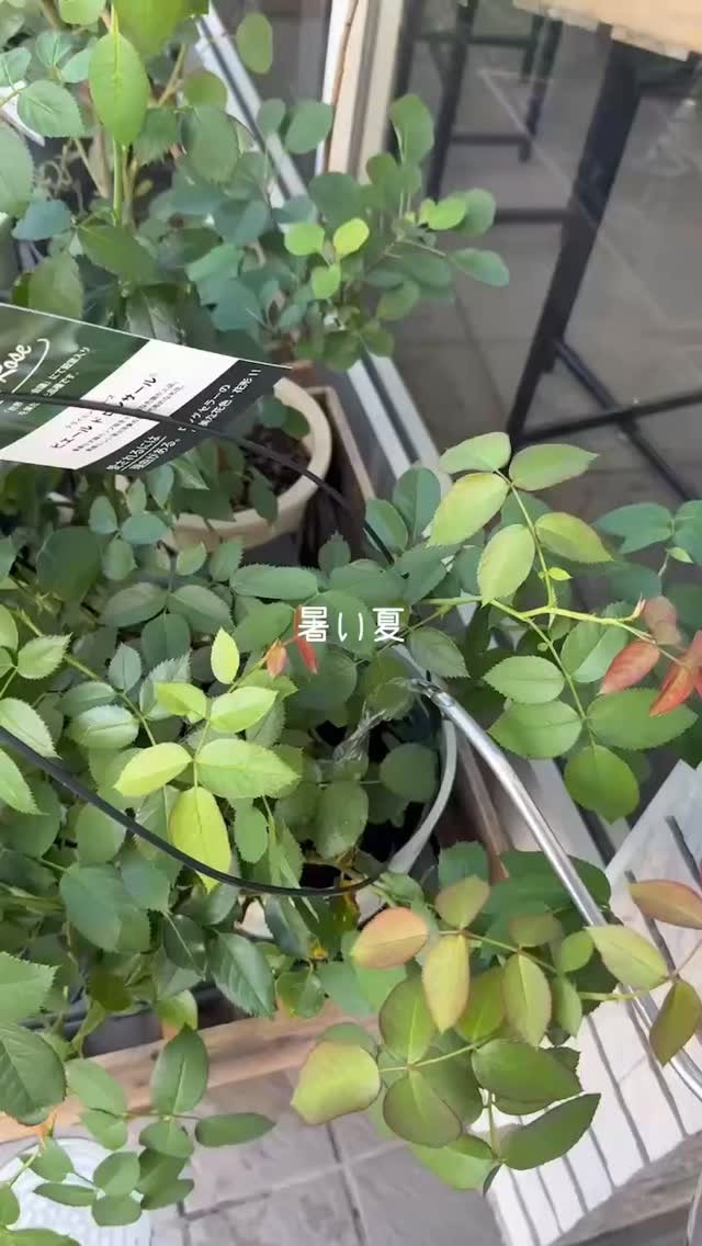 毎日ルーティーン→