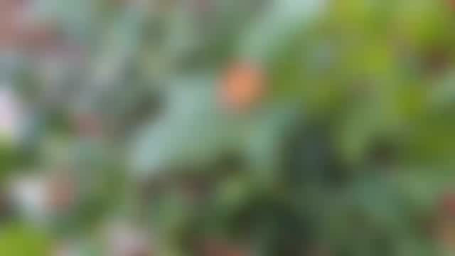 入荷したお花の紹介です‪‪𖥧𖤣