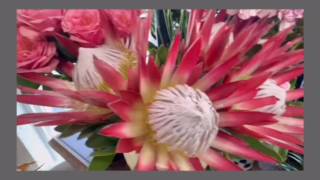 可愛いお花がたくさん入荷しております⸜🌷︎⸝